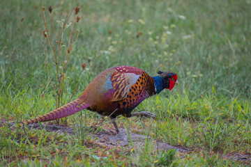 pheasant in the grass