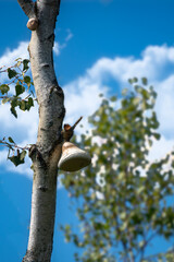 Fototapeta premium A large mushroom grows in tree 25 feet up in Cole Park in Upstate NY