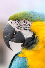 ルリコンゴウインコの顔のアップ