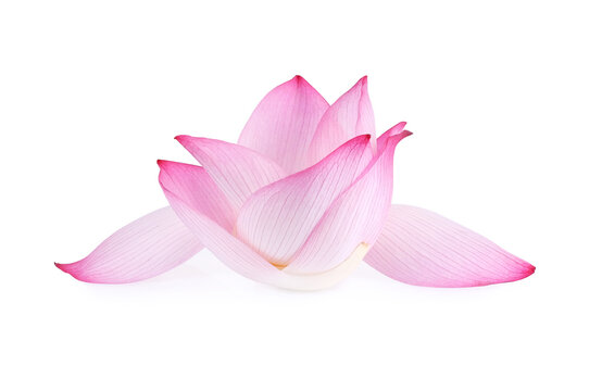 Pile of pink lotus petals isolated on white background.