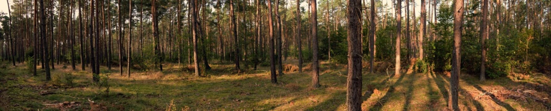 Panorama of trees in a coniferous forest in central Poland.