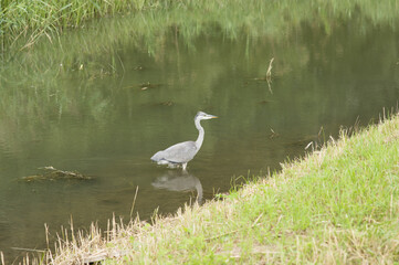 Heron near the quay of a pond in a park