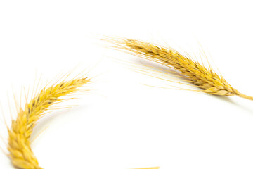 Rye grass. Whole, barley, harvest wheat sprouts. Wheat grain ear or rye spike plant isolated on...