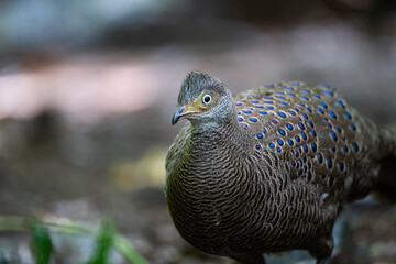 Gray Peacock - Pheasant