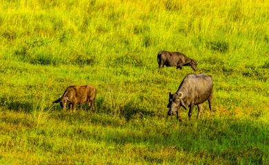 A group of water buffalo grazing in a field at Medirigiriya, Sri Lanka