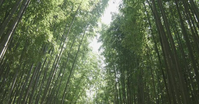 a beautiful view of the bamboo forest