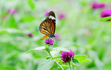 butterfly on flower beautiful on green back ground