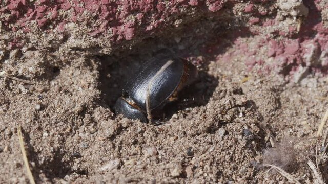 LArge beetle on the ground