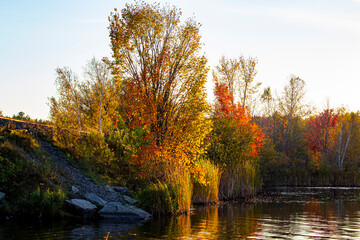 Fototapeta premium autumn landscape with trees
