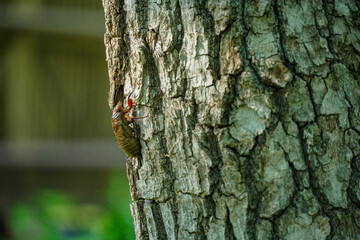 木の幹で羽化場所を探すセミの幼虫