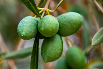 ACEITUNA1