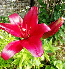 big pink garden flower in flowerbed. lily