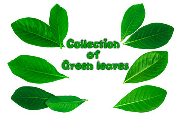 Collection of Green leaves isolated on white background