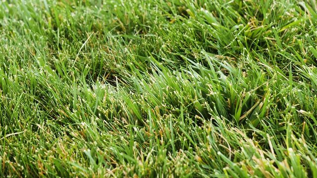 The types of grass in lawn. Camera slowly shows Bermuda grass. 