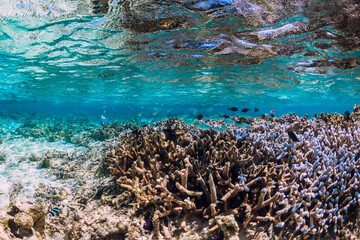 Corals and fish in blue sea, tropical underwater
