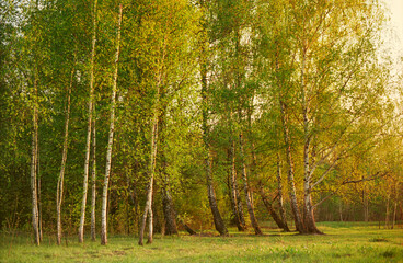 Panoramic view of the beech forest in the spring in the mountains.