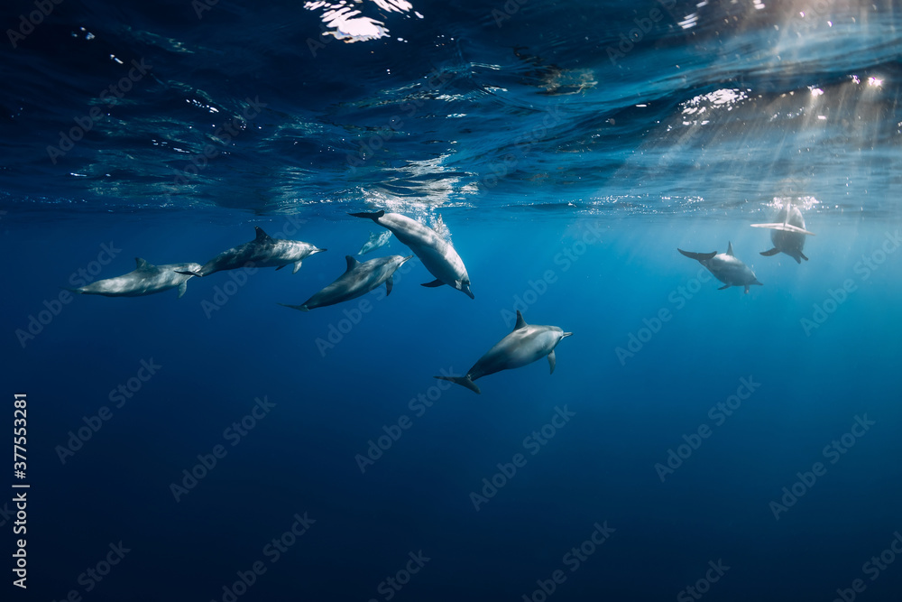 Wall mural dolphins underwater in blue tropical ocean.