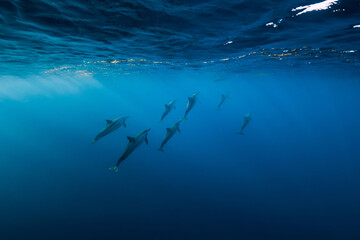 Dolphins underwater in blue tropical ocean.