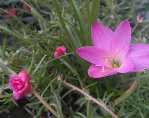 purple crocus flowers in spring