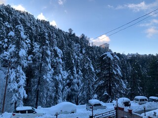 trees in snow fall