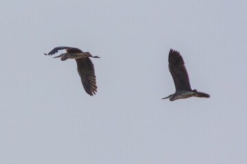 Birdwatching in the salt lake, Puglia Italy