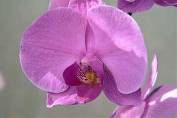 Orchid flower pink