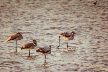 Colorfull flamingos in the sunset, Puglia Italy