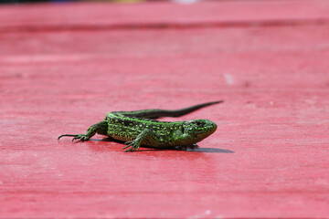 Green Lizards on red table. Quick lizard or common lizard Lacerta agilis
