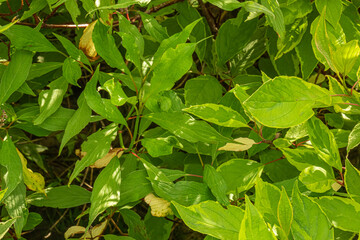 green leaves background