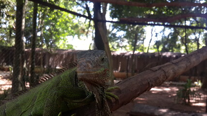 Iguana