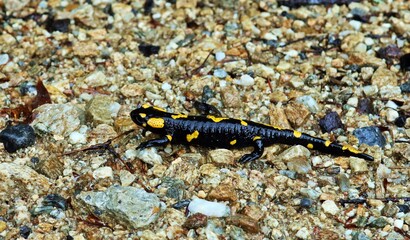 Obraz na płótnie Canvas Una bonita salamandra, andando sobre un suelo de grava. Curtea de Arges, Rumanía.