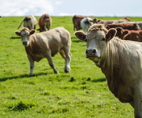 Naklejka na ściany i meble cows in a meadow