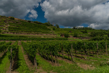 Fototapeta na wymiar Wineyards over Krems an der Donau in summer sunny hot day