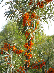 branches of a tree with berries