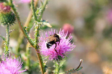 milk thistle flower and bumblebee, honey plant provides insects with nutritious nectar for life, insects, in turn, provide pollination of plants