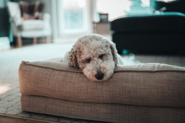 Puppy sleeping in a bed