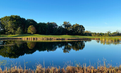 Obraz premium sunny late summer early autumn golf course marsh pond reflections red flag cattails