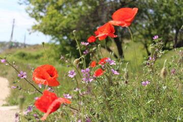 Naklejka premium poppies in a field