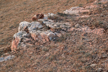light pile of stones rock stands in dry grass in Baikal steppe in light of sunset