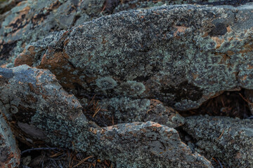 blue green rough moss on texture stones in the grass
