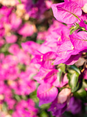 Close up of a floral background made with the Bougainvillea plant. Useful as a floral background.