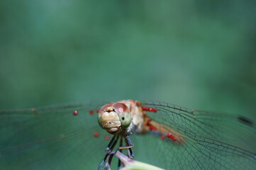 dragonfly on a branch