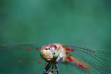 dragonfly on a green leaf