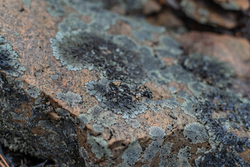 blue green rough moss on texture warm orange stone