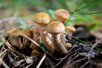 Honey Fungus (Armillaria mellea) grow on the ground in a deciduous-coniferous forest. A group of edible stump mushroom. Macro