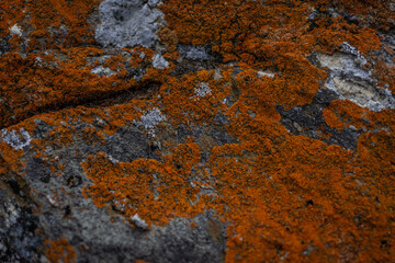 bright red and blue rough moss on a gray stone with cracks, textured pattern