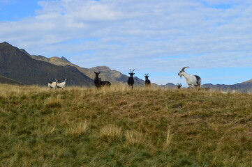Naklejka premium The beautiful landscape around the mountains of Lake Como in Lombardy in Northern Italy