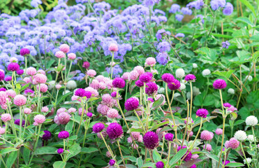 Fototapeta premium Purple and pink flowers Globe amaranth or Gomphrena globosa.
