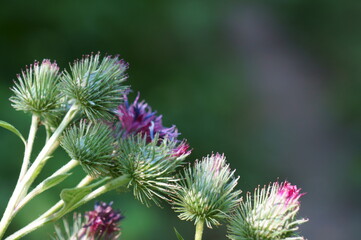 close up of thistle