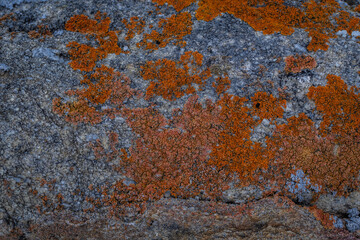 colorful bright blue and red rough moss on gray stone, textured pattern